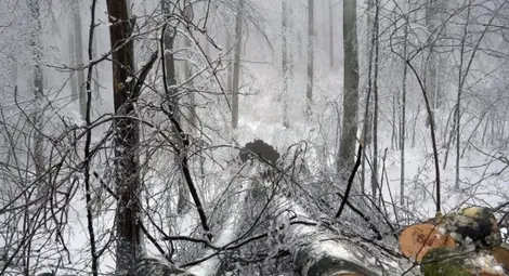 Хиляди във Видин и Монтана са без ток заради авария на електропровод Хиляди във Видин и Монтана са без ток заради авария на електропровод