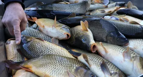 Бистри очи и блестящи люспи показват, че рибата е прясна Бистри очи и блестящи люспи показват, че рибата е прясна