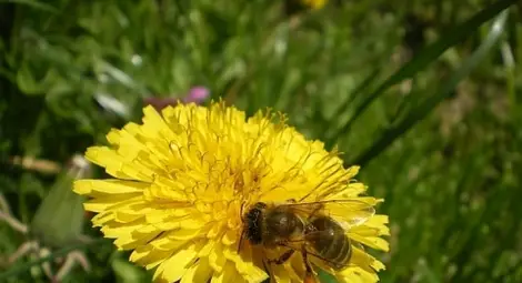 5 мощни билки, борещи се с рака