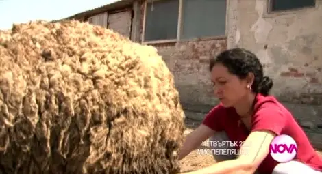 Мариана Маринова в царството на овцете в &bdquo;Мис Пепеляшка&rdquo;  