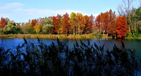 Обявяват замяната на горите в лесопарка за стратегически проект