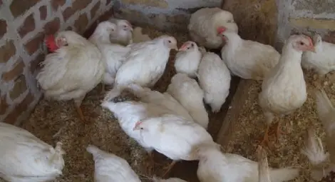 Тръгват проверки за пилета с хормони