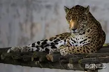 Прокуратурата проверява случая със застреляния ягуар