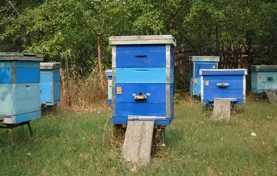 Преведоха на пчеларите 3,2 млн. лева