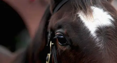 Агенцията по храните умъртвила четирите кончета, без да ги изследва Агенцията по храните умъртвила четирите кончета, без да ги изследва