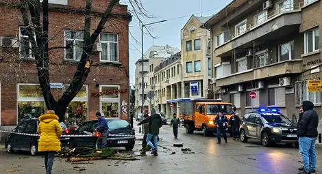 Поредното старо дърво рухна върху кола в центъра на Русе