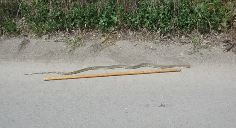 Змии изпълзяха от избуялите след дъждовете джунгли между блоковете