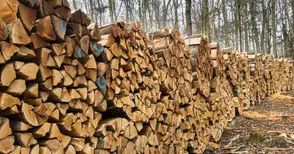 Горските продават дърва  за огрев по 36 лева кубика