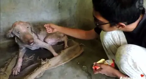 Невероятната история на куче, спасено от човешката добрина (ВИДЕО) Невероятната история на куче, спасено от човешката добрина (ВИДЕО)