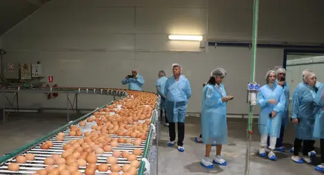 Русенска област захранва пазара с 30 000 яйце дневно