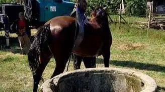 Пожарникари извадиха кон от кладенец Пожарникари извадиха кон от кладенец