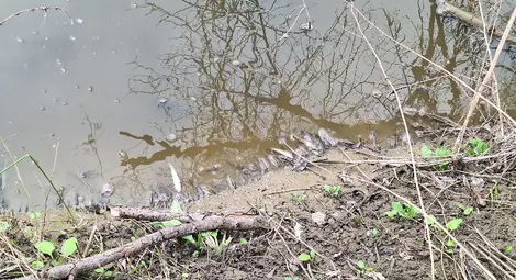 Сигнал за замърсяване на река Черни Лом край Пепелина, издирва се причинителят Сигнал за замърсяване на река Черни Лом край Пепелина, издирва се причинителят