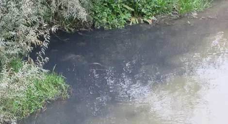 Русенски Лом добави нов отровен цвят в стряскащата си колекция