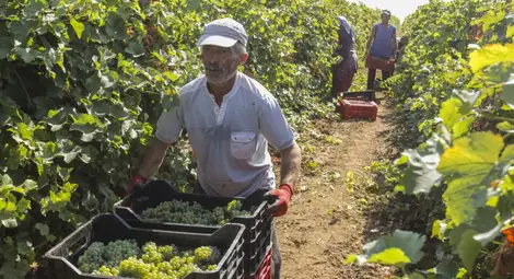 Гроздоберът в Русенско два пъти по-слаб от миналата година