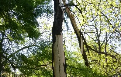 Светкавица прекърши дърво в русенския Парк на младежта /галерия/