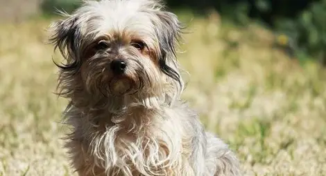 Садист отряза ушите на кучето си и си щракна селфи