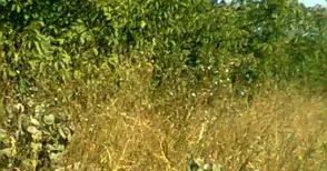 Гробището в Басарбово се превърна в джунгла