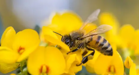 Учени с план за спасяване на пчелите и обогатяване на земеделците