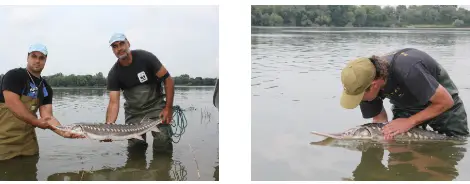 Приказка за есетрата &ndash; за пътя на едно безстрашно създание