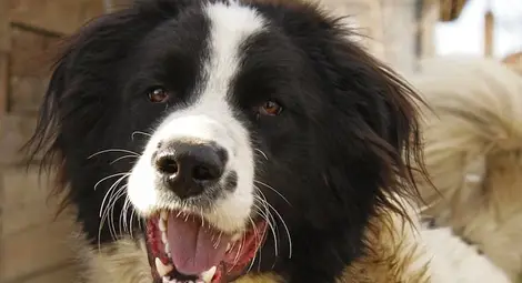 Жена заплашена от инвалидност след ухапване от каракачанка Жена заплашена от инвалидност след ухапване от каракачанка