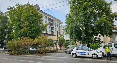 Внезапна лятна буря начупи дървета в Русе и областта Внезапна лятна буря начупи дървета в Русе и областта