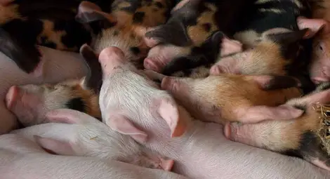 &bdquo;Свинекомплекс Николово&ldquo; отчете  близо 40% спад на продажбите