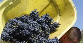 Близо половината лозя в Русенско вече са обрани