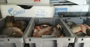 1.2 т бракониерска риба за Никулден не стигна до Русе