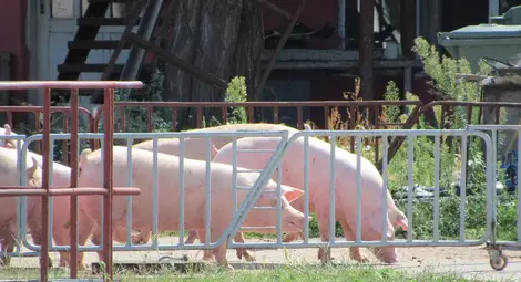 Свинското поскъпва поне три пъти от фермата до магазина. Сметката плаща клиентът