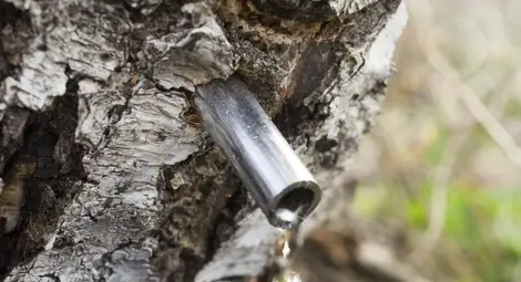 Сок от бреза ще бъде хитът на 2015 година