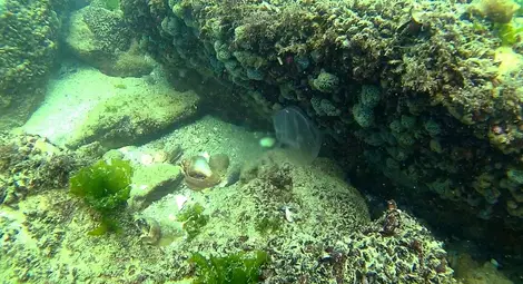 Вижте красотата на залива Болата под водата /галерия/