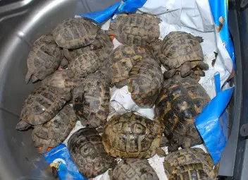 120 костенурки са конфискувани и настанени в спасителен център