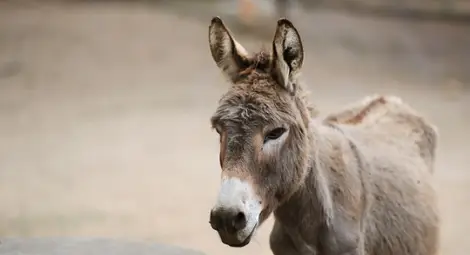 Магаре стана хит в интернет