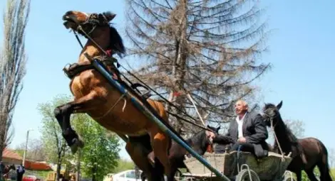 Подплашен кон потроши три деца