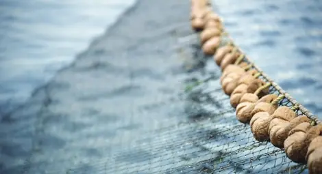 Близо 607 хил. лв. са изплатени за инвестиции в рибарския сектор