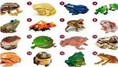 Изберете си жаба, за да откриете своя път към богатството