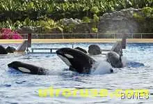 В Австралия спасиха пет изхвърлени на брега малки косатки 