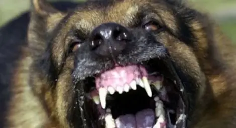 Глутница вълци нападна хасковско село