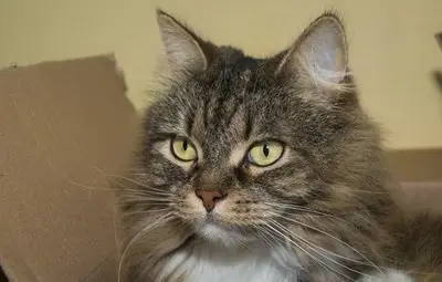 Котките се крият по кутии и чекмеджета, за да сложат край на тревогите си