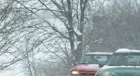 Паднало дърво преби шефката на Пътно управление - Пловдив Паднало дърво преби шефката на Пътно управление - Пловдив