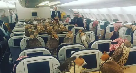 Саудитски принц купи половин самолет заради орли Саудитски принц купи половин самолет заради орли