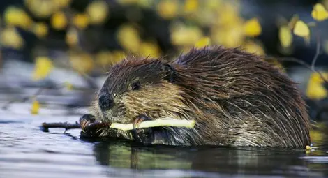 Екоинспекцията обяви конкурс за комикс с главен герой бобър Екоинспекцията обяви конкурс за комикс с главен герой бобър