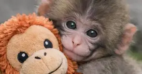 Плюшената майка: Маймунчето Пънч и човешките рани. Защо тази история разплака света