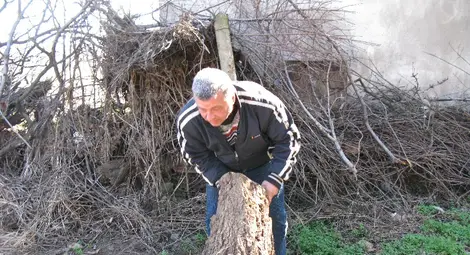 След като съсипаха вилите, циганите изсичат и дръвчетата в Буйна Яна