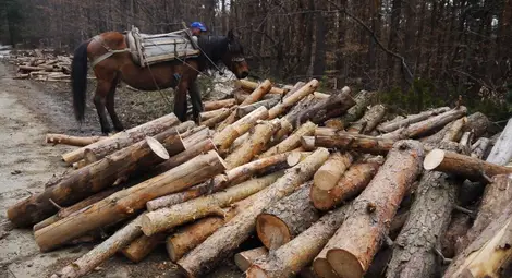 Бракониерска кобила отнета в полза на държавата