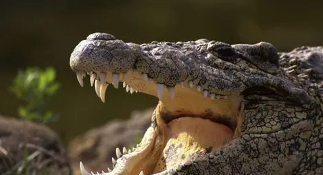 Австралиец изяден от морски крокодил