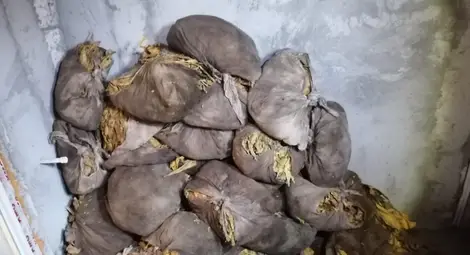 Разбиха огромен канал България-Румъния за нелегален тютюн за пушене, обработван в пълна мизерия /галерия/