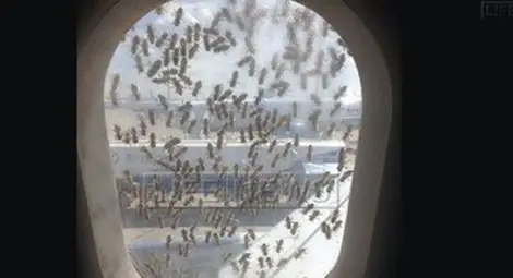 Хиляди пчели атакуваха &bdquo;Боинг 737" на летище