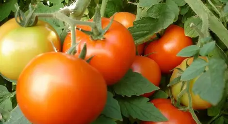 Важно за плодовете и зеленчуците - без документи за отчет не става