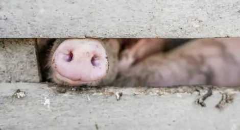 Обсъждат случаите на африканска чума в Силистра Обсъждат случаите на африканска чума в Силистра